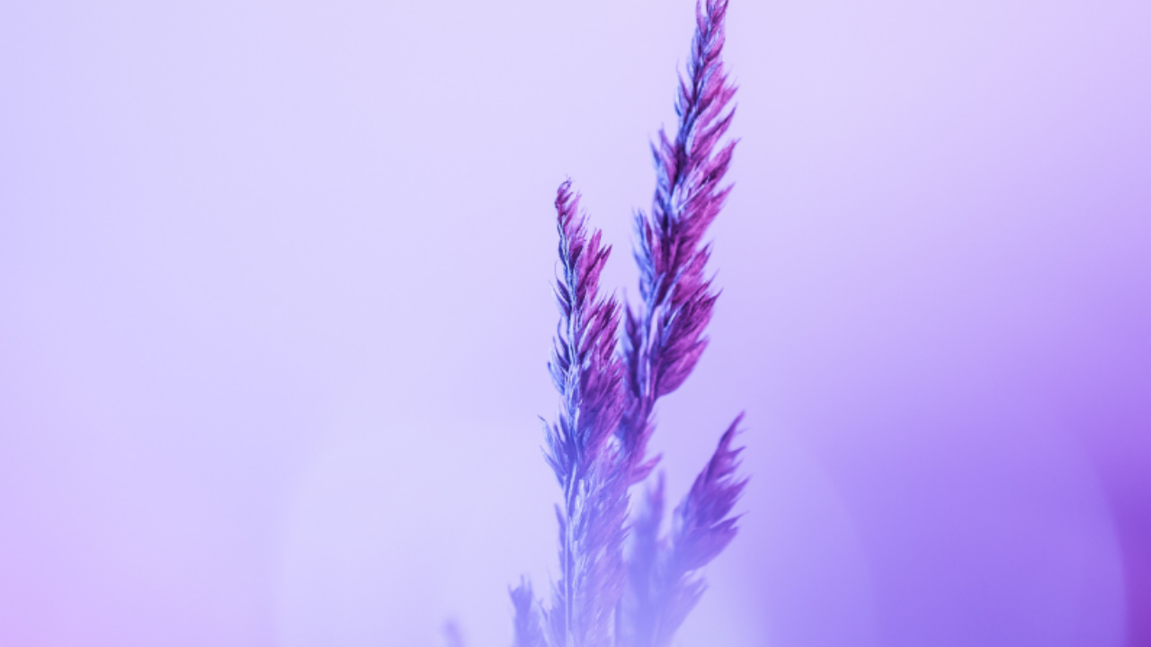 Purple flower on a light purple background