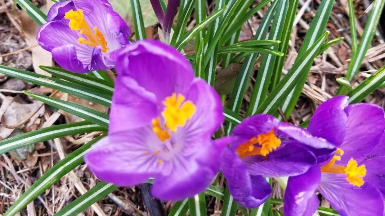 purple crocus in spring