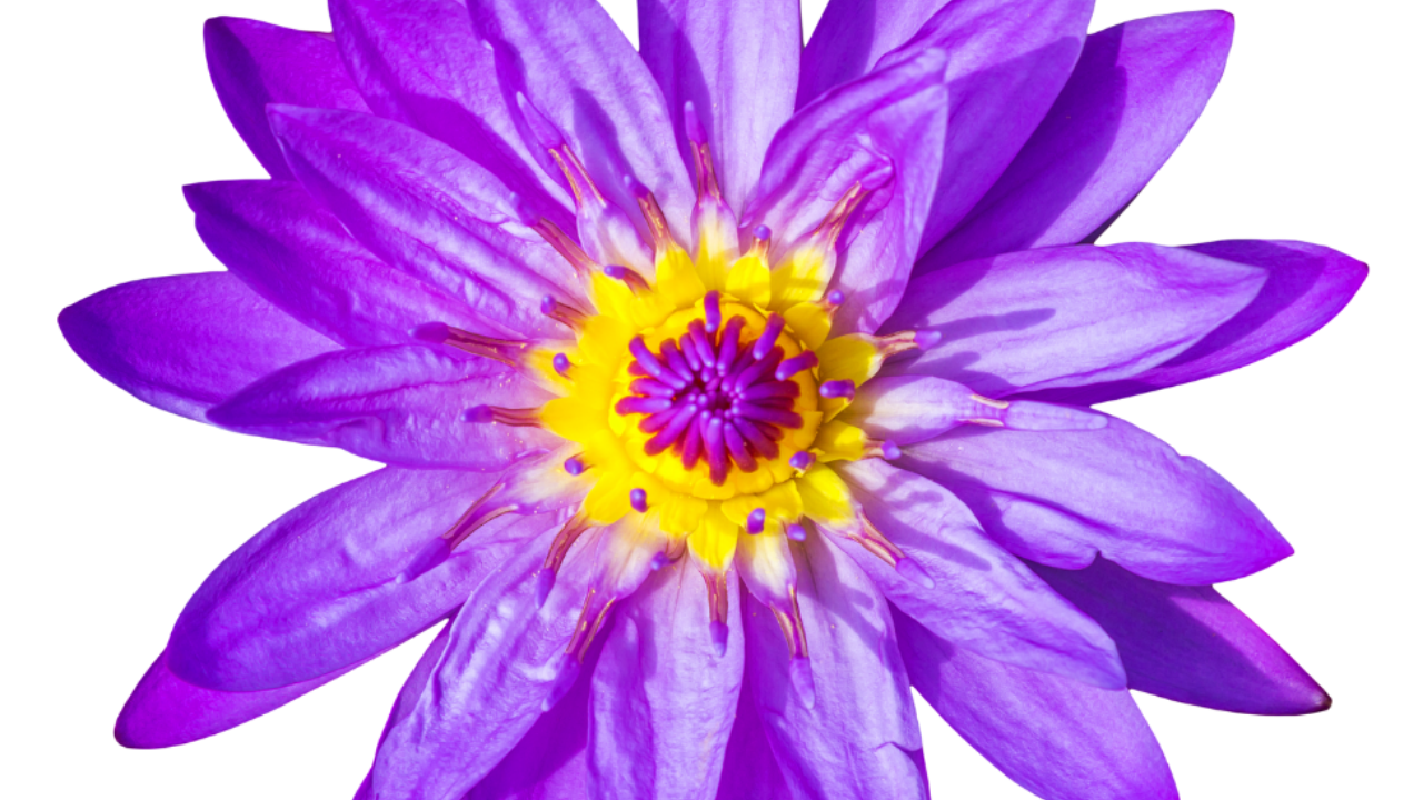 Purple lotus flower with yellow center 