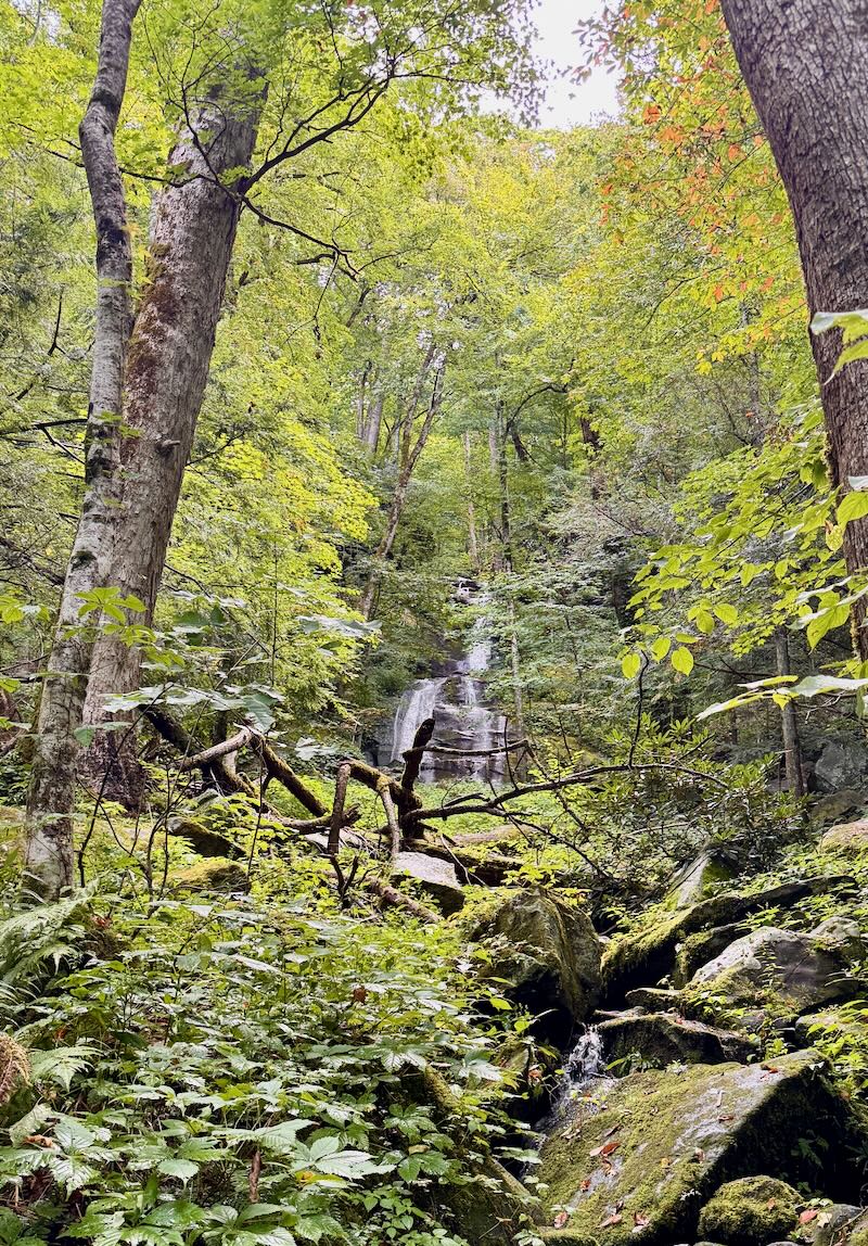 Waterfall glimpsed through dense green forest on a trail in Great Smoky Mountains National Park, Tennessee