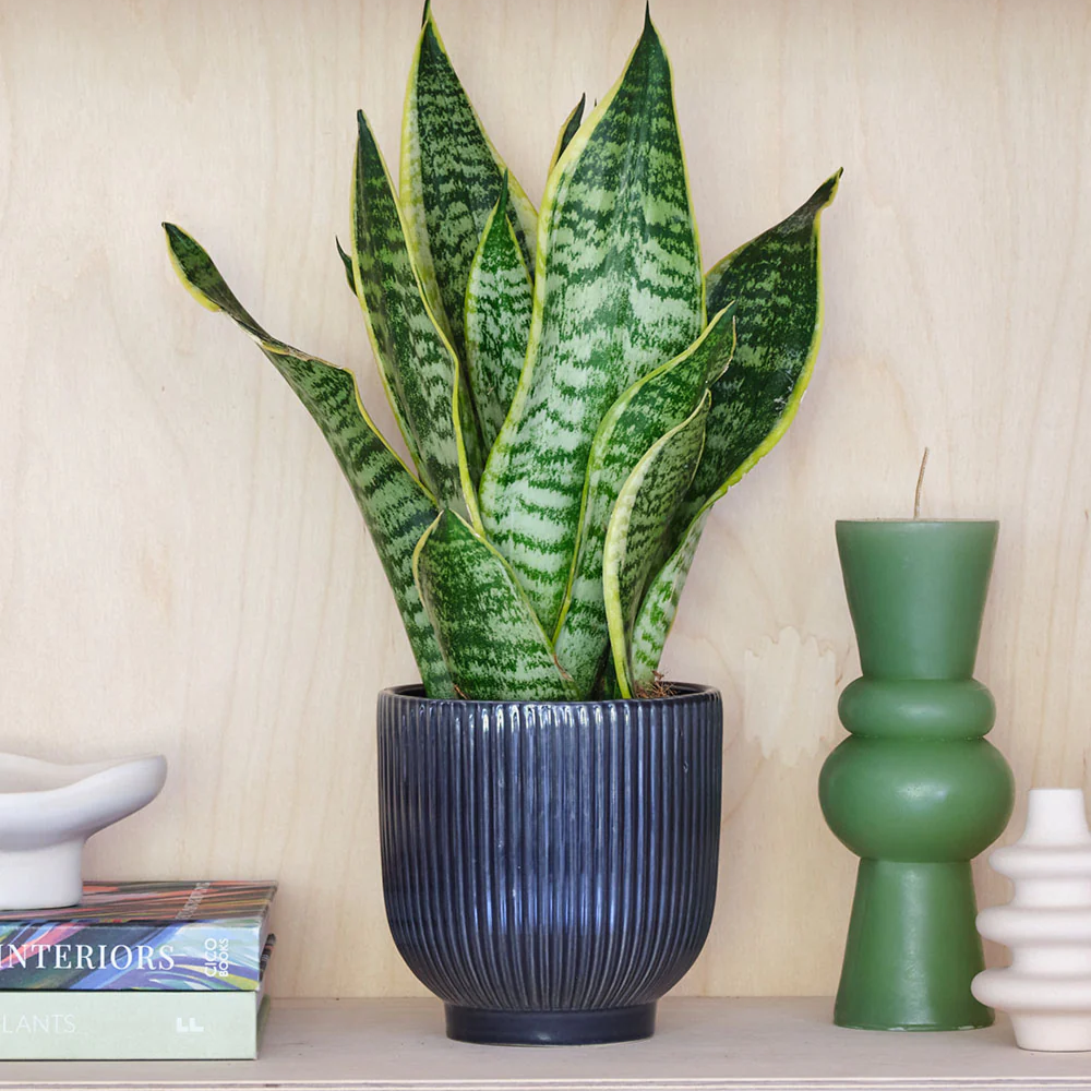 Business Secrets Club blog Christmas gifts for business owners small business gift guide 2025 beards and daisies plant