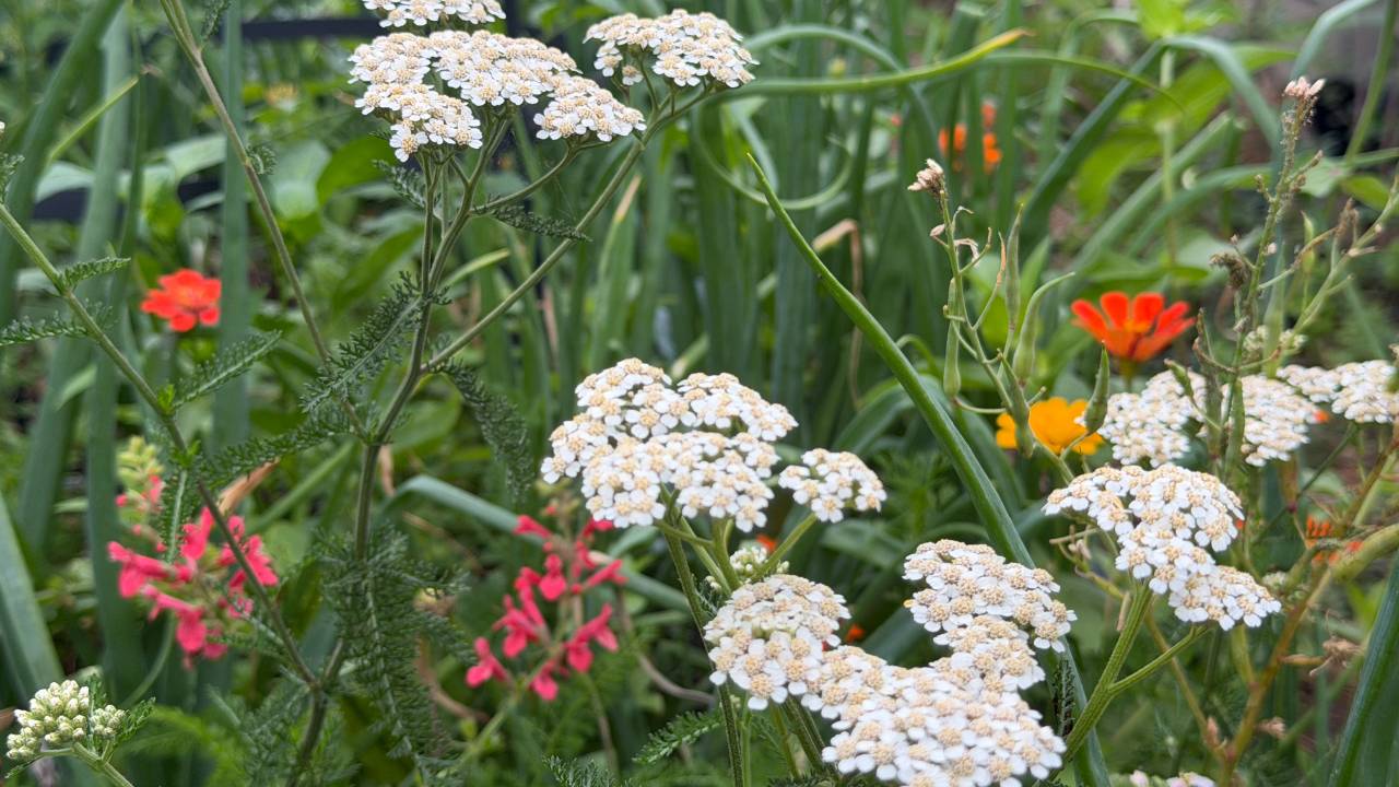 flowers, pollinator garden