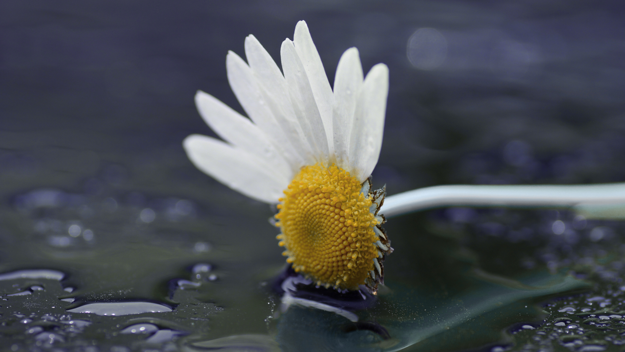 nervous system dysregulation should loop survival mode