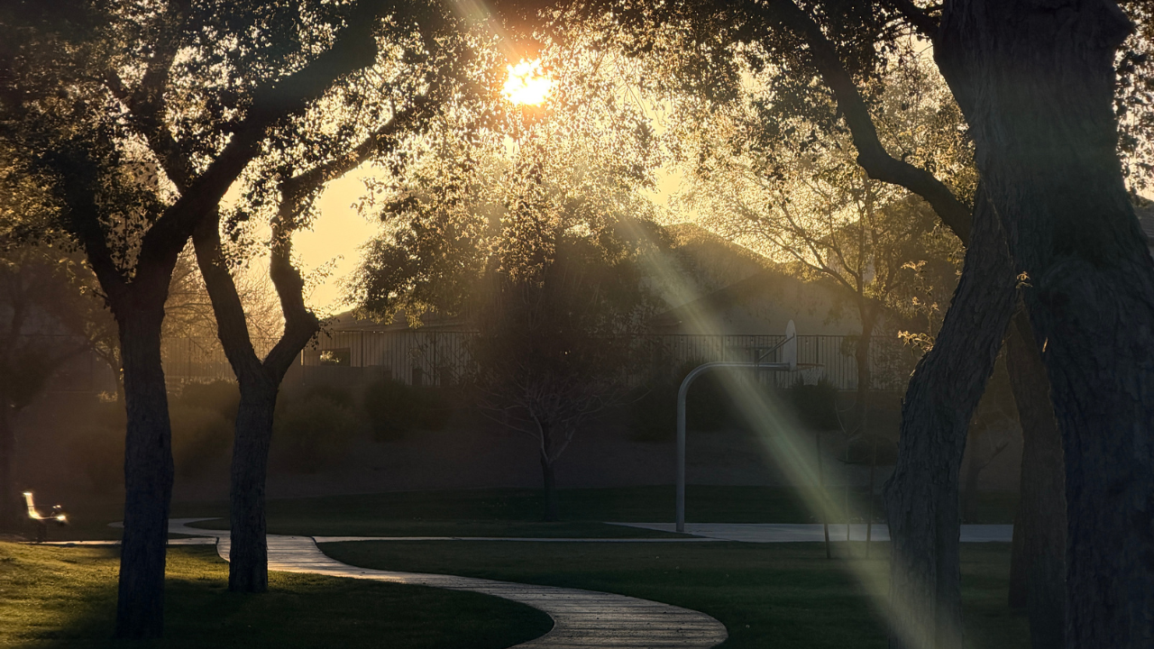 Sunrise light rays through desert trees over a winding path, symbolizing clarity, self-trust, and the healing journey.