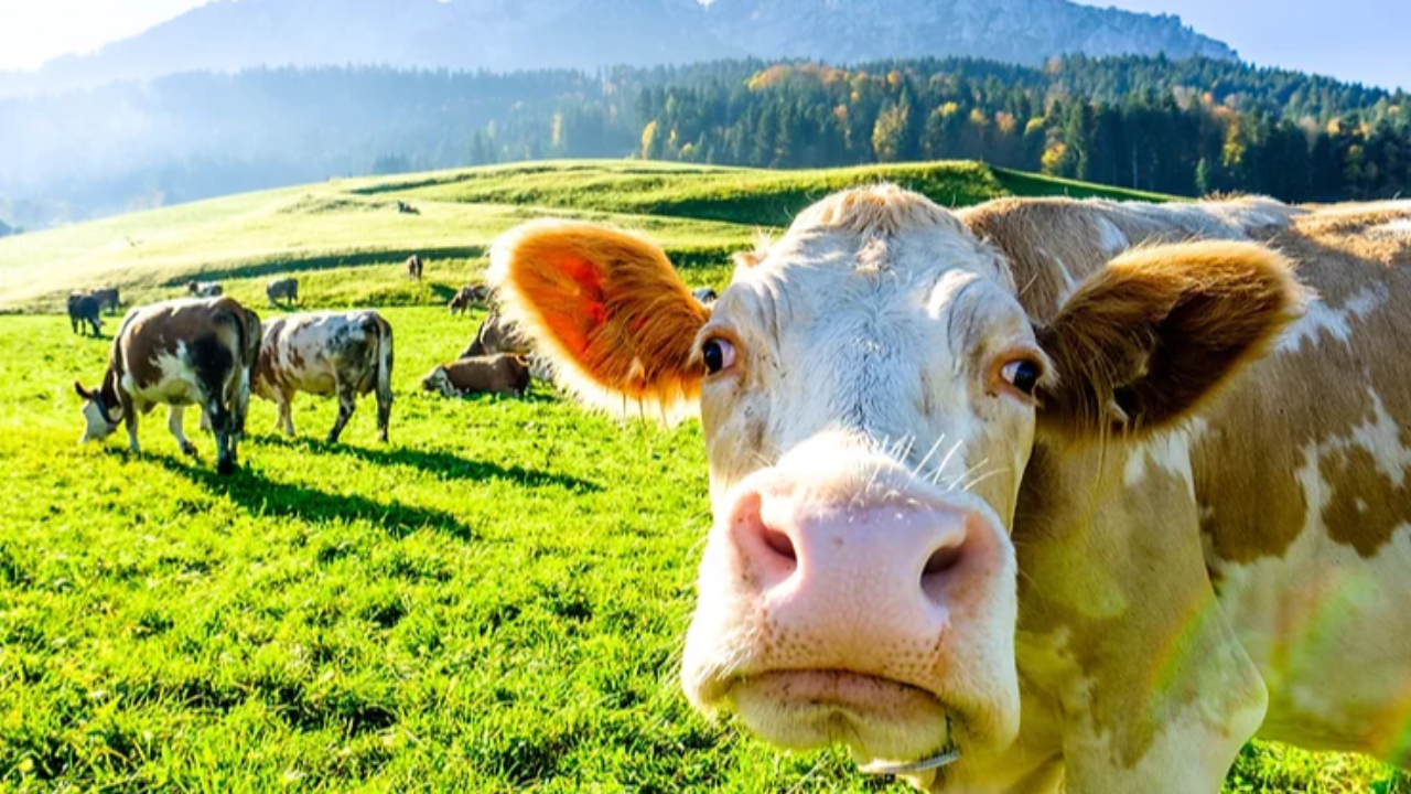 Cows grazing in a field