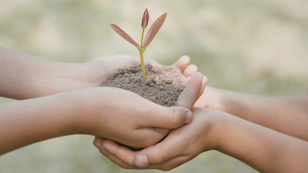 Children's hands together holding a sapling
