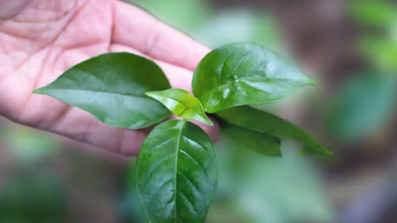 people plants communication