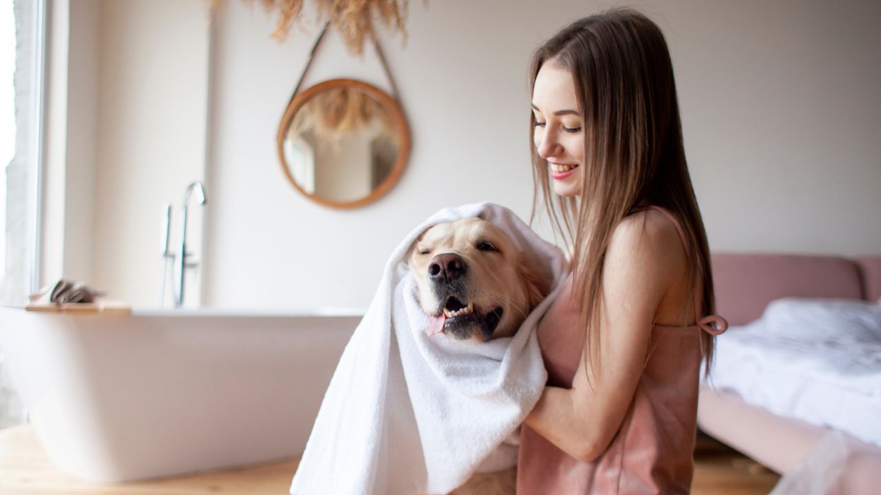 How to groom a dog at home. Young woman in the bathroom wipes the dog with a towel, the girl dries the golden retriever after bathing.