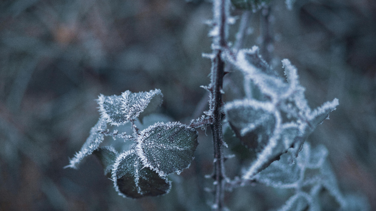 Close up of winter frost on leaves