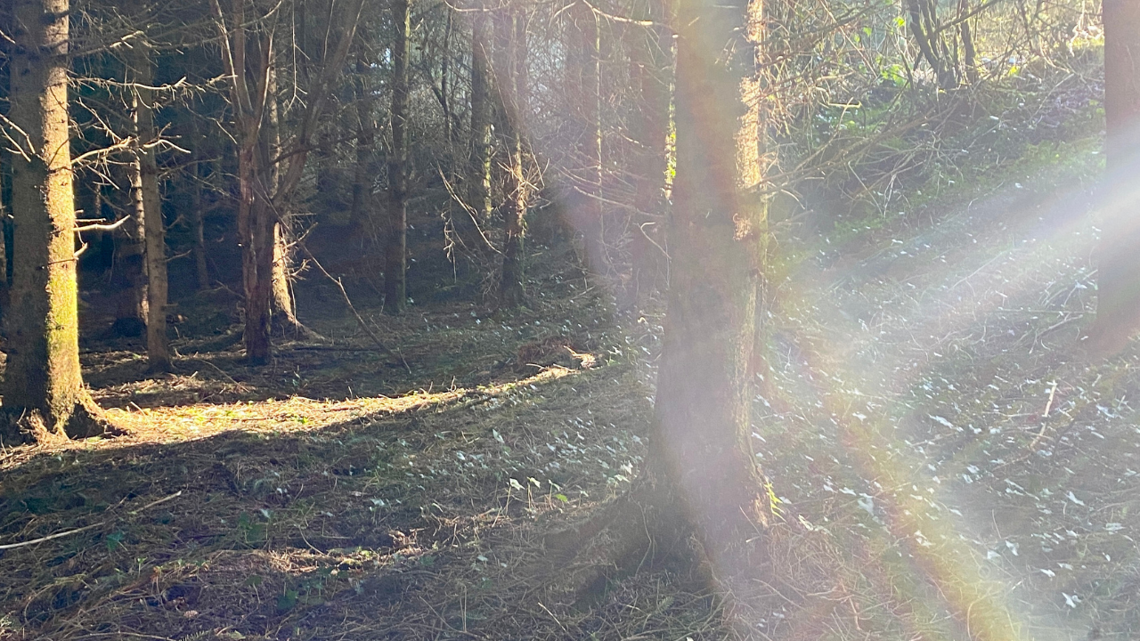 Forest in winter with rainbow refraction