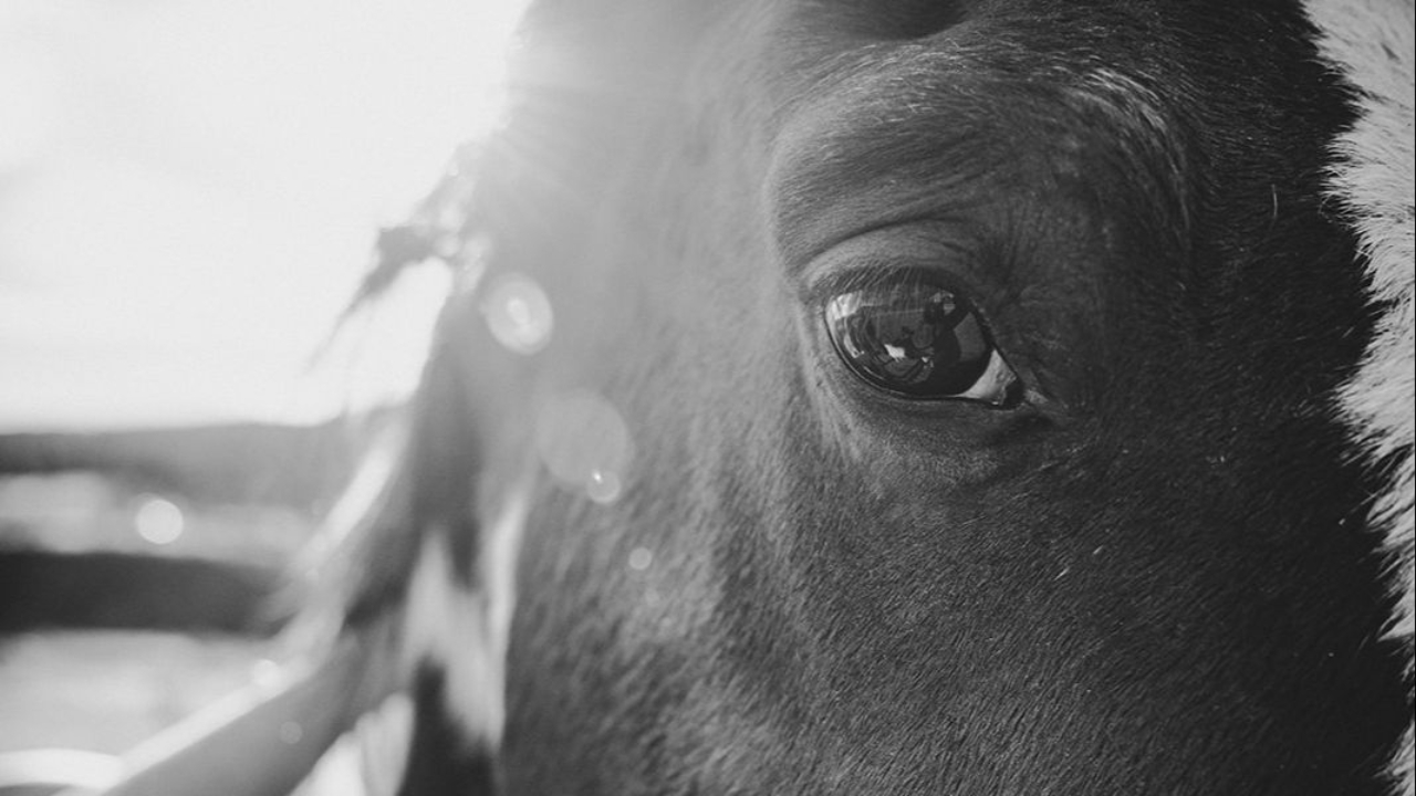 Executive Presence with horses