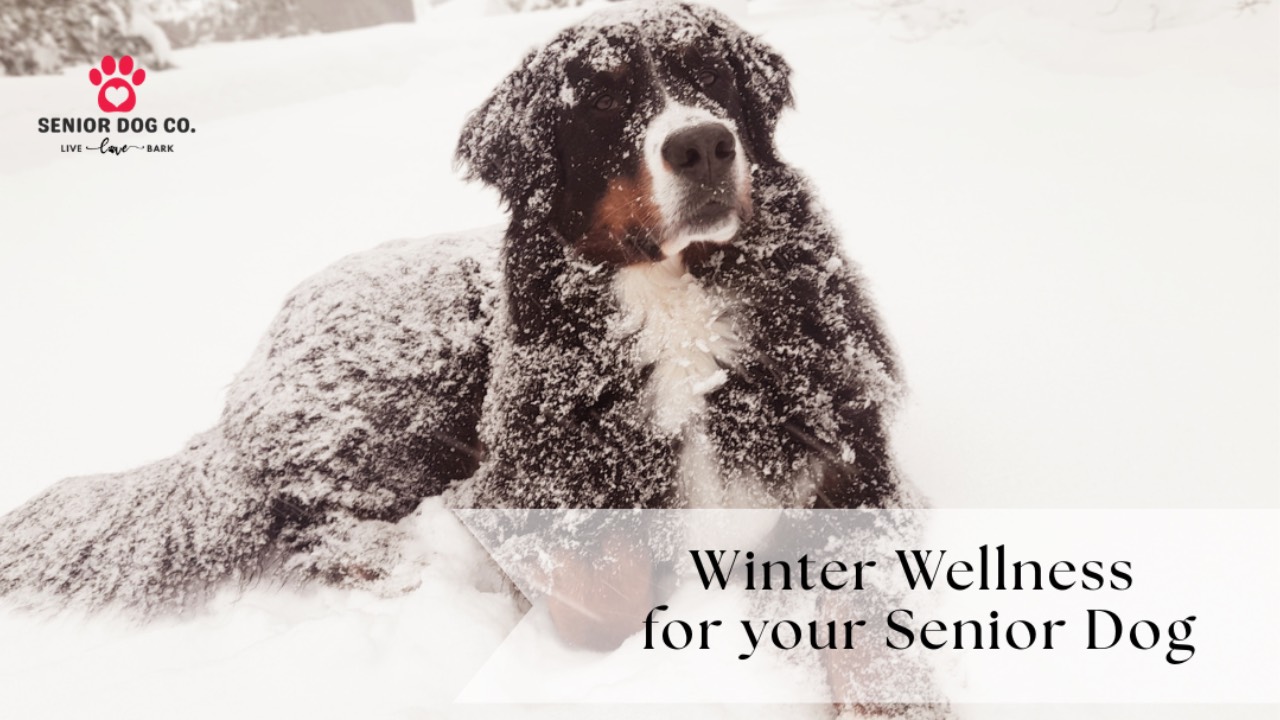 Old dog laying in snow