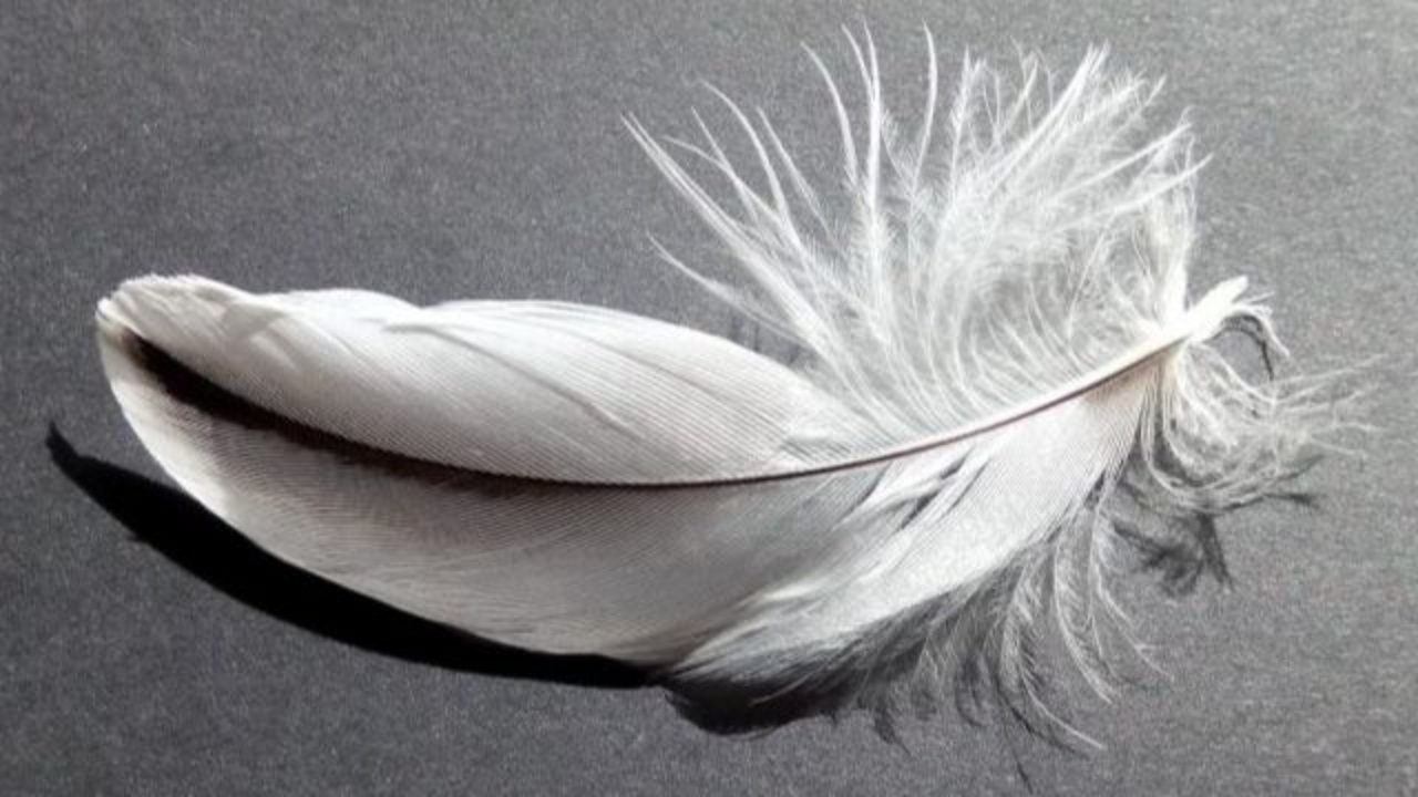 Twin Flame Feather
