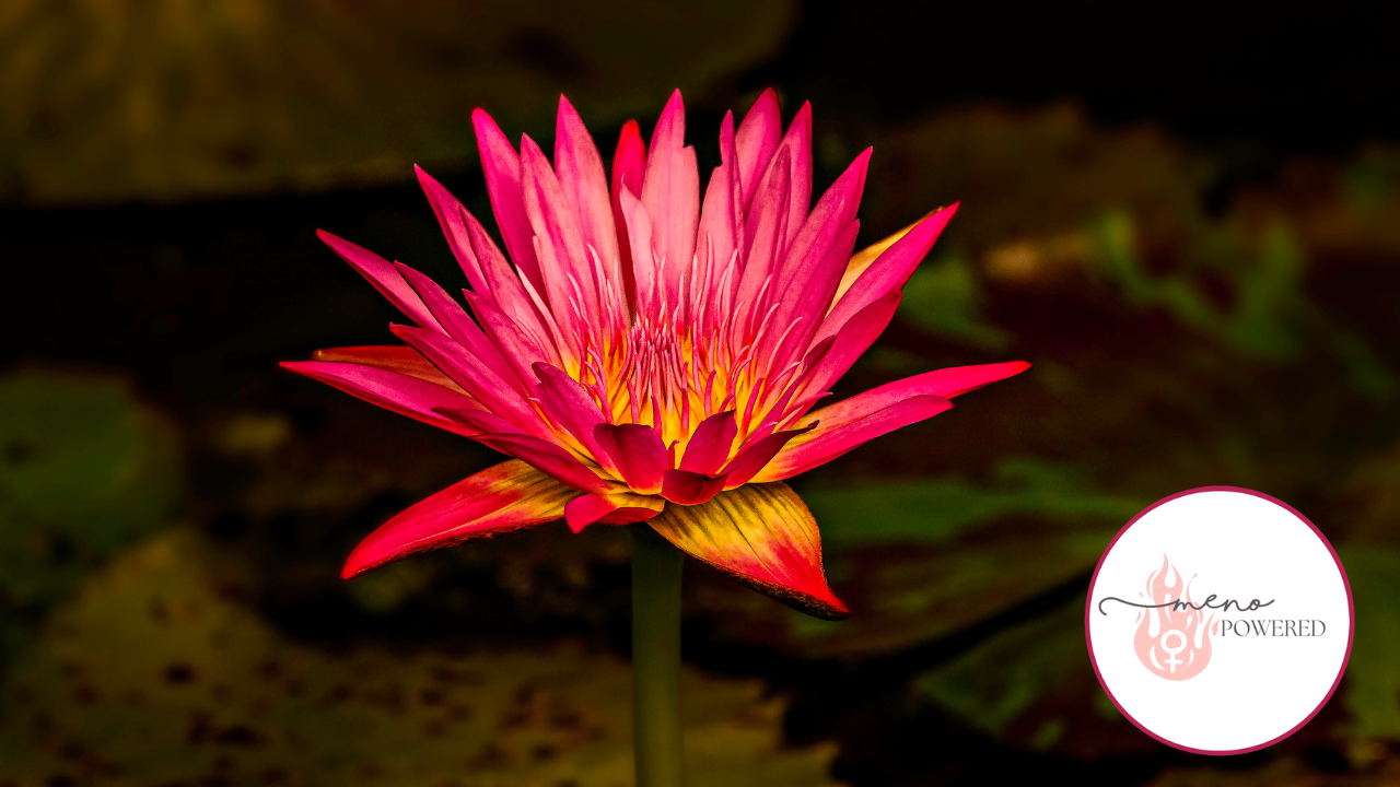 menopause course, menopause support, perimenopause symptoms, Thrive Method, menopause education, menopause program, women’s health