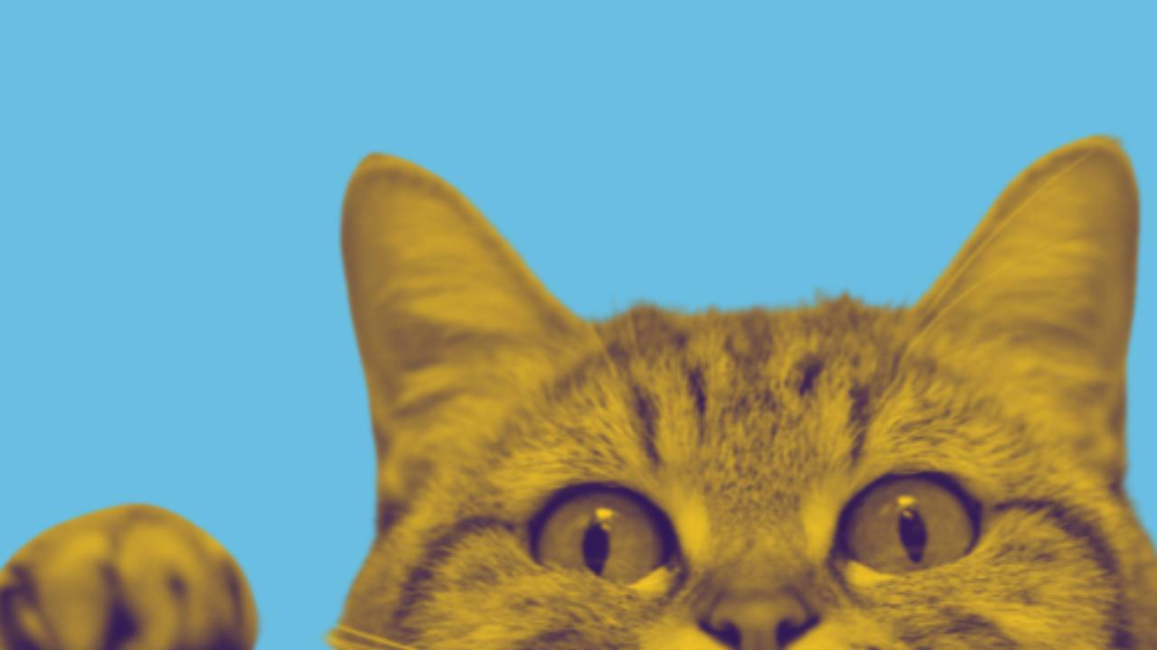 Picture of a kitten peeking over a ledge with curiosity