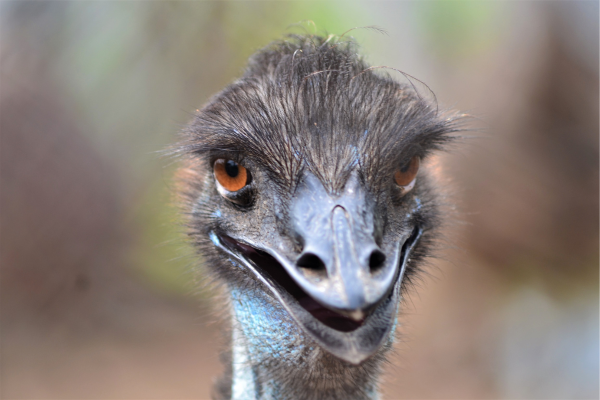 ダチョウの顔