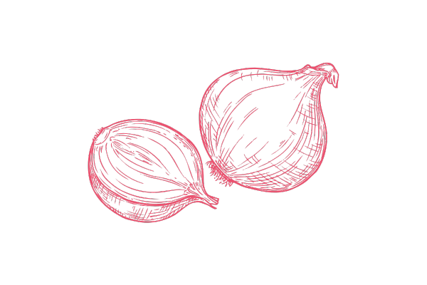 玉ねぎのイラスト