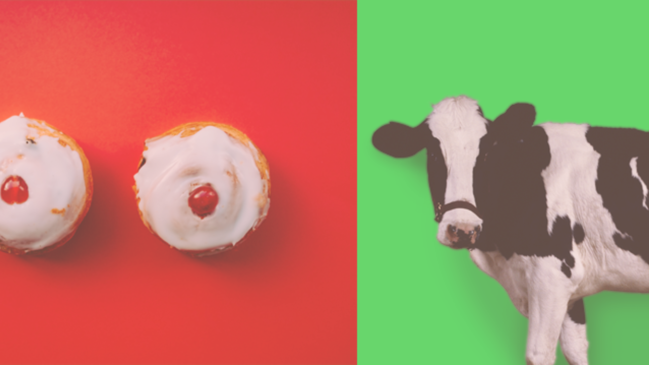 Cupcakes that look like boobs and a cow