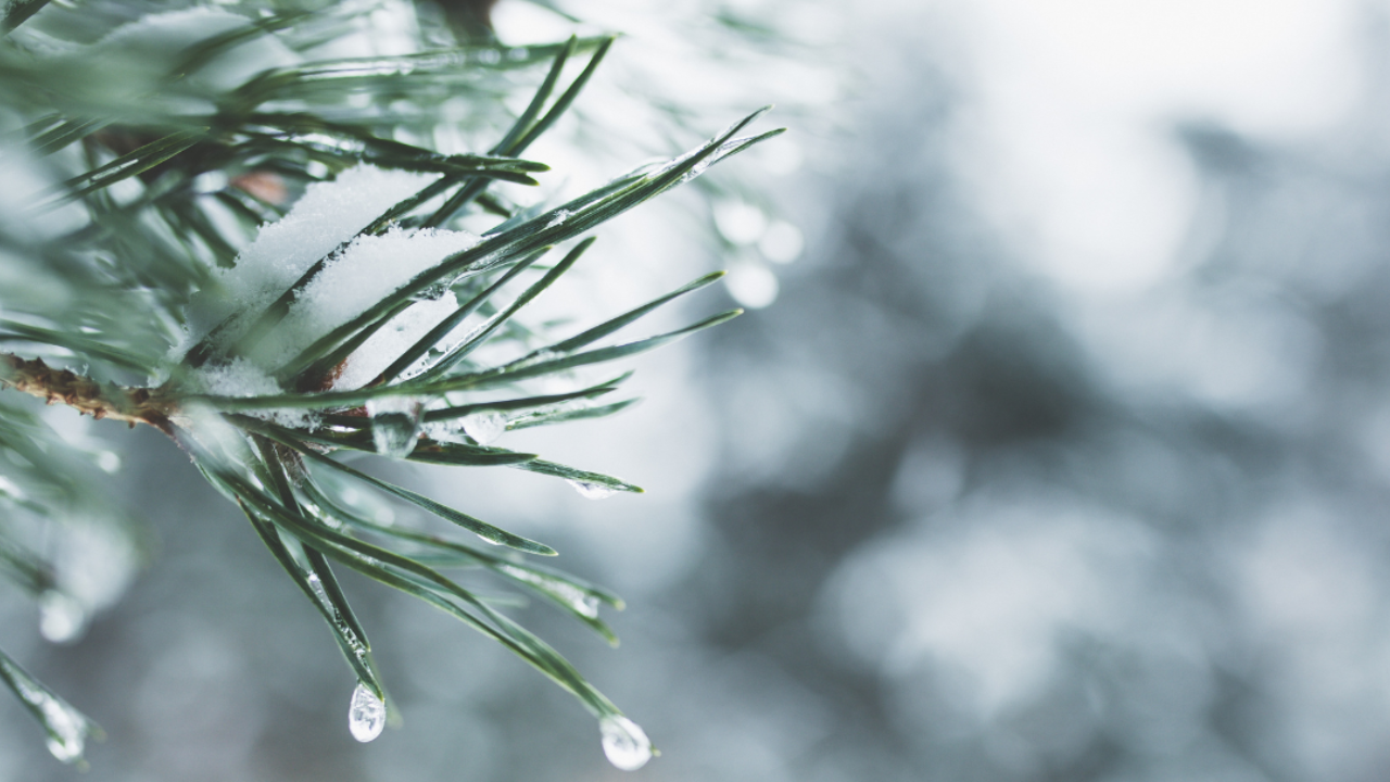 A quiet winter landscape with soft light, representing grounding seasonal rhythms and winter rest.