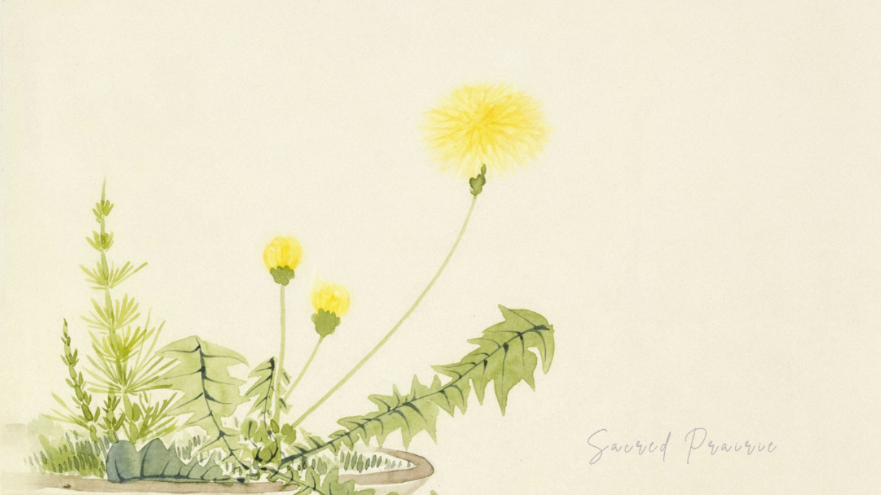 Soft watercolor illustration of dandelion plant with yellow blooms and green leaves, symbolizing spring clearing and seasonal herbal support.