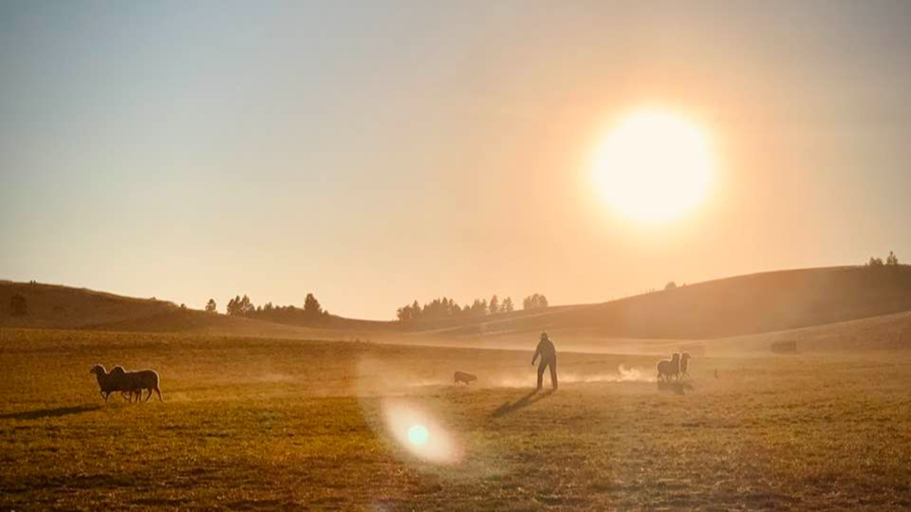 Sheep dog handler shedding sheep in a dusty field with the sun hanging low in the sky