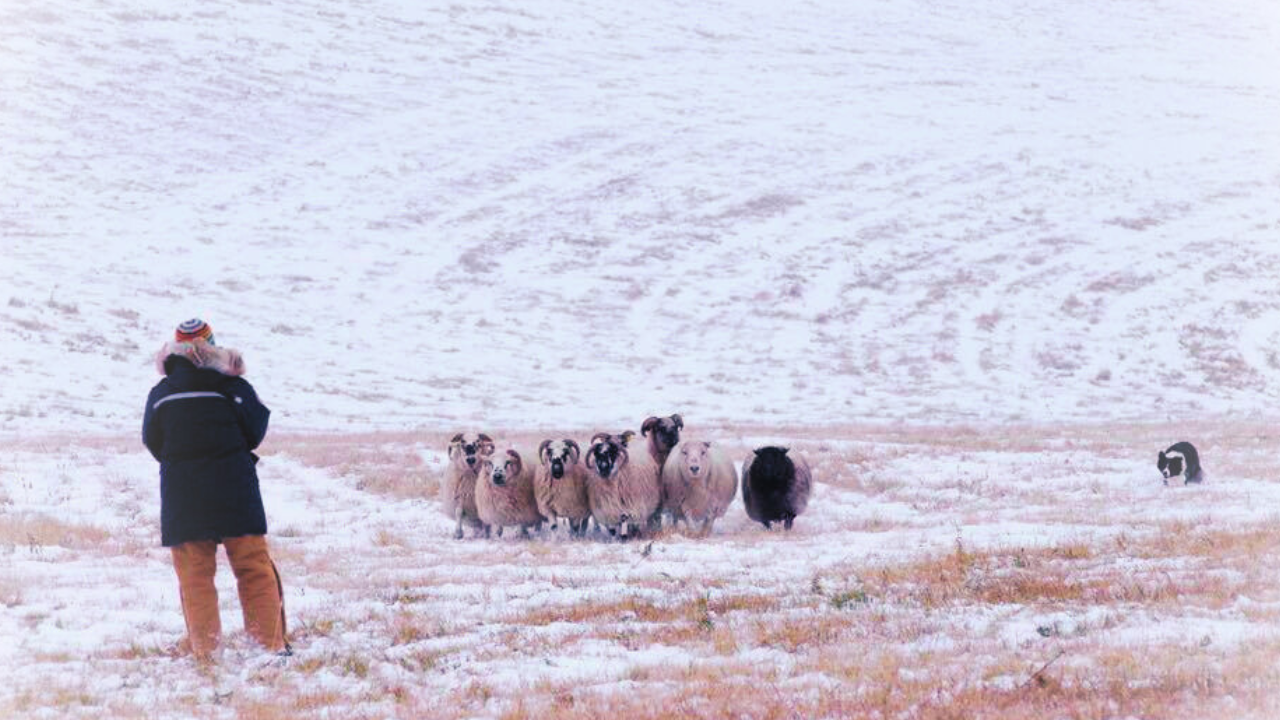 Lisa Wright and her Border Collie Star moving Scottish Blackface sheep in a snowy pasture.