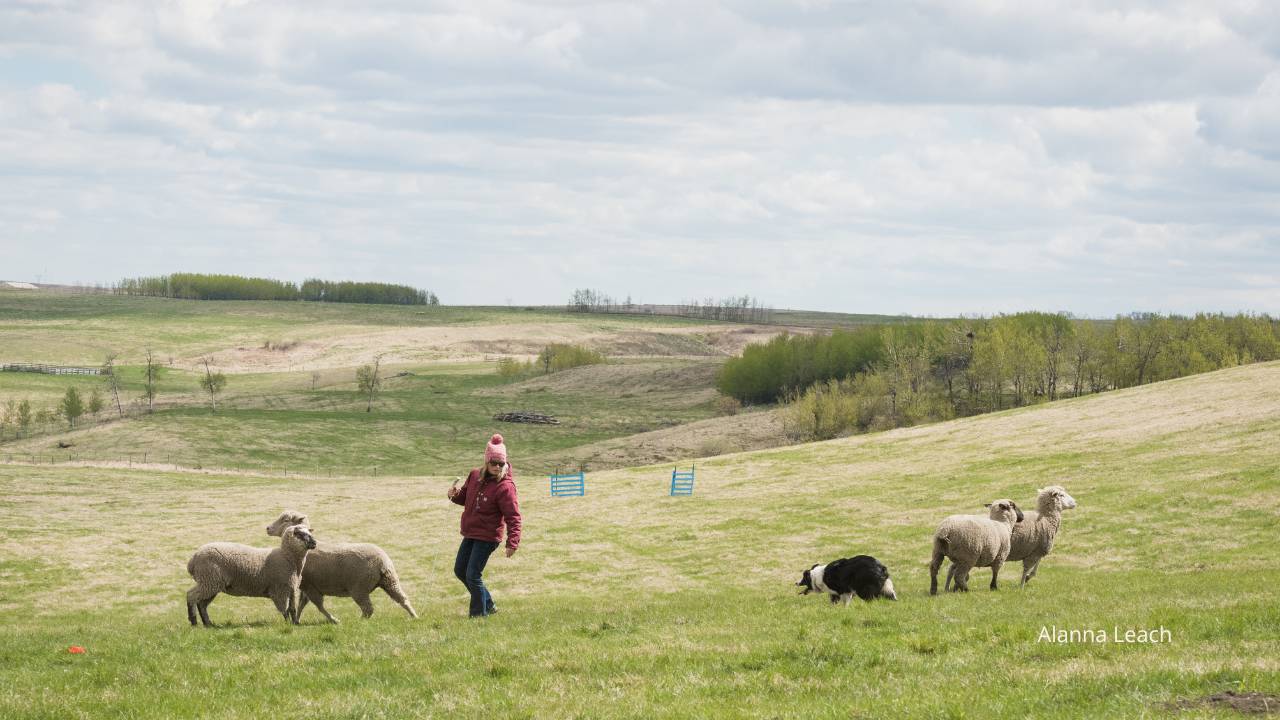 border collie shedding sheep