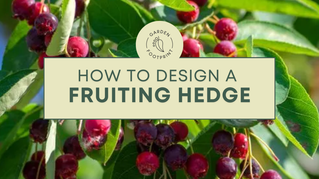 Fruiting hedge with elder, crab apple, currants, and sea buckthorn providing privacy, biodiversity, and edible harvests in a low-maintenance garden.