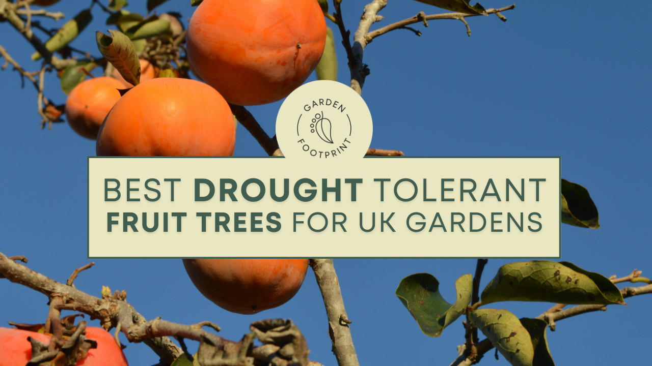 Drought-tolerant fruit trees such as figs, mulberries, and medlars growing in a low-maintenance garden during a dry summer.