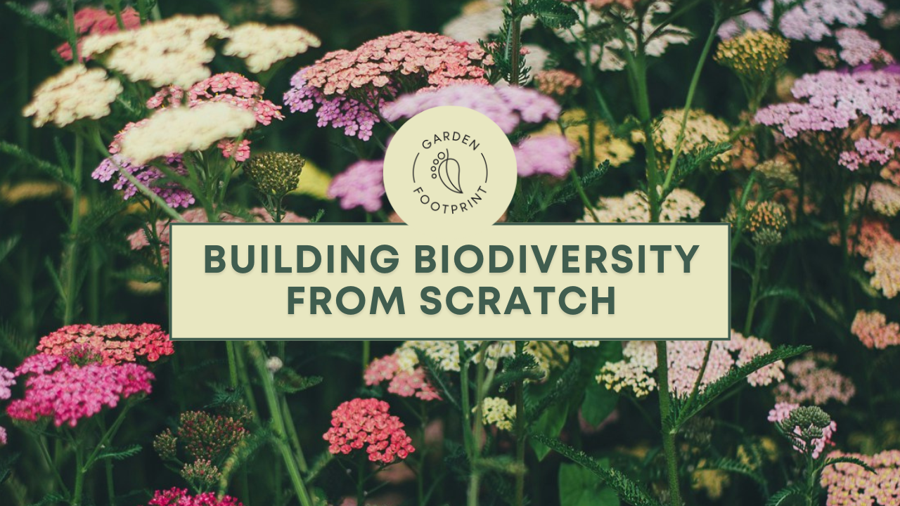 Pioneer plants such as yarrow, viper’s bugloss and red valerian flowering in a newly planted new-build garden, attracting bees and butterflies.