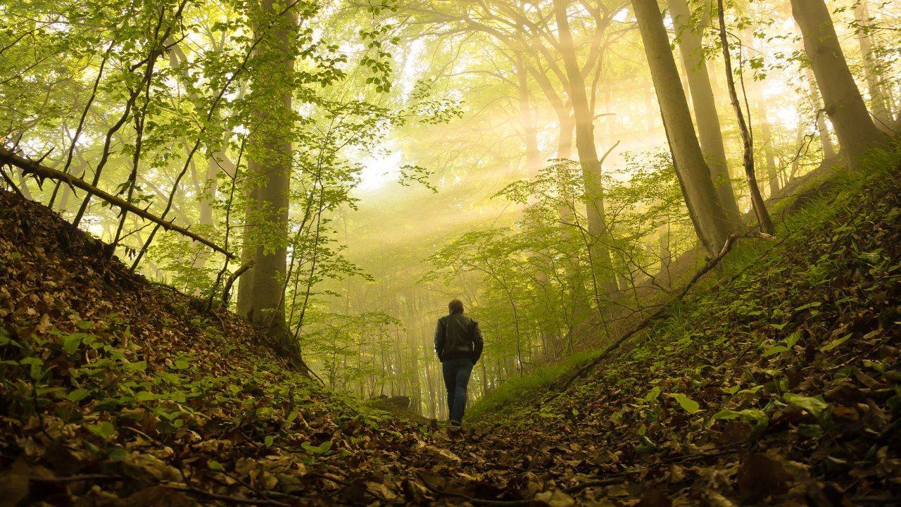Person walking alone in the woods, symbolizing a journey of resilience and self-discovery
