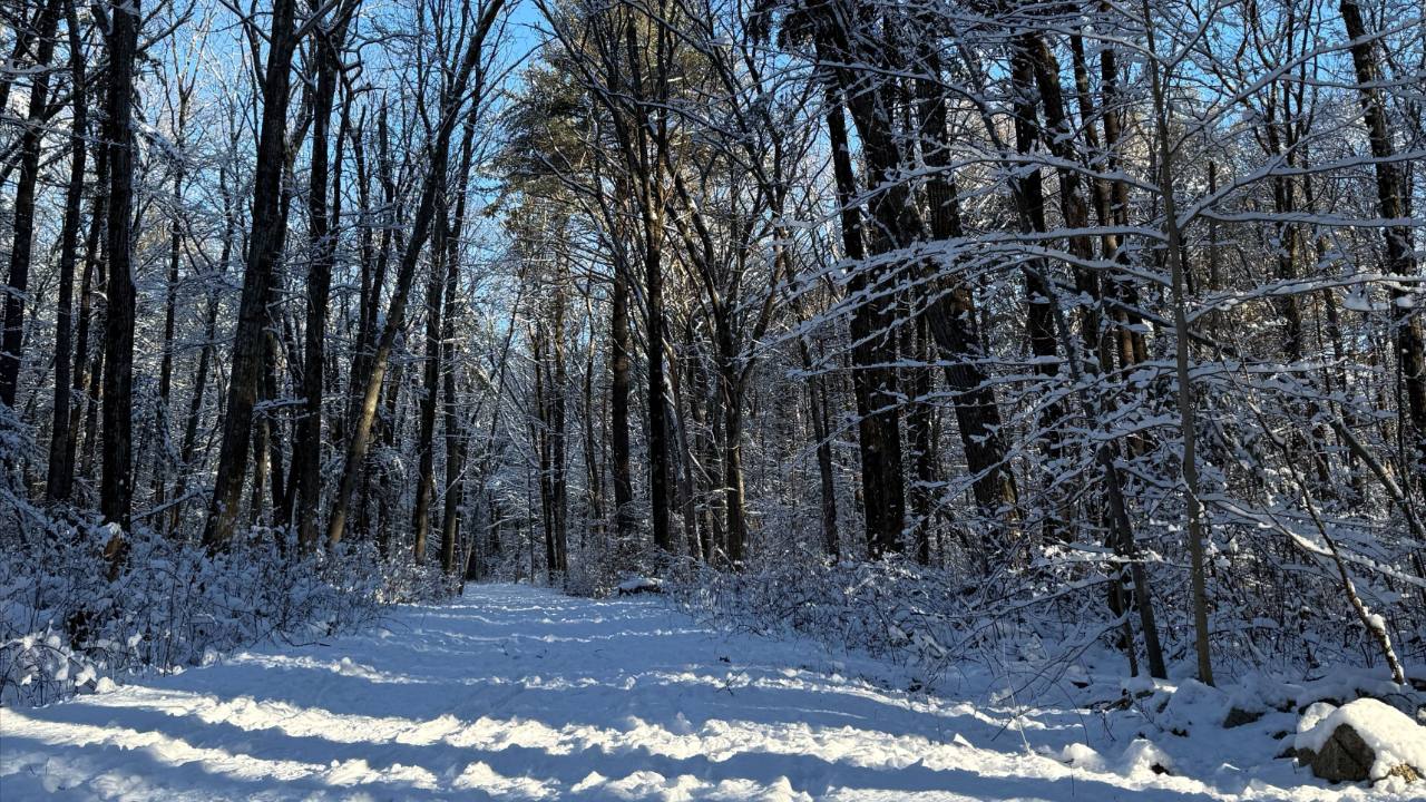 Snowy path with trees