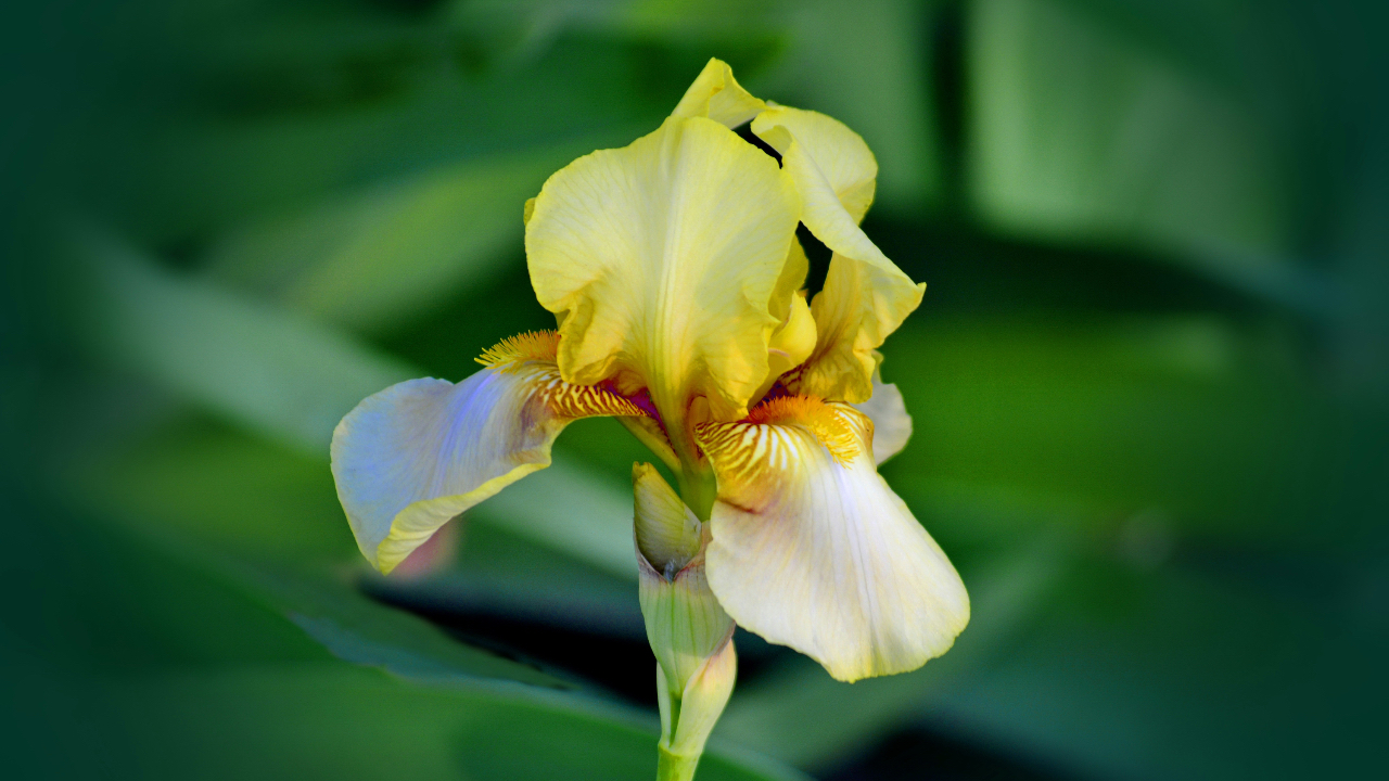 flower with a shadow