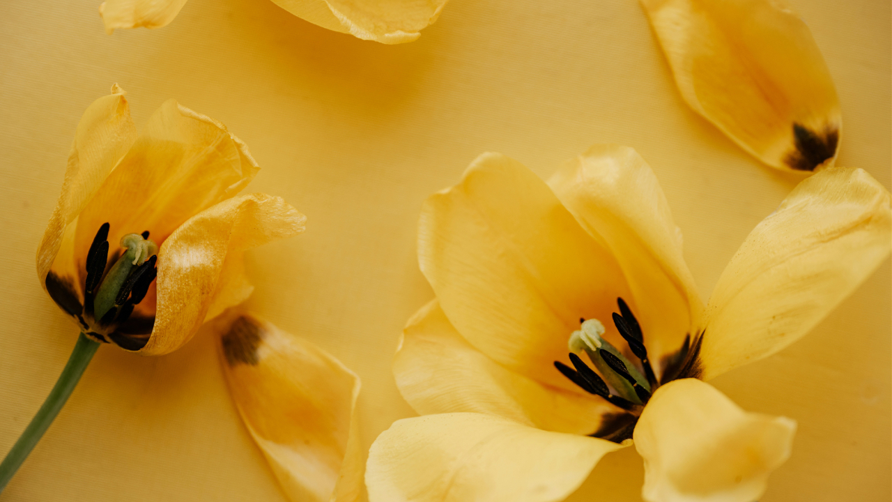 Spring buds of blossom