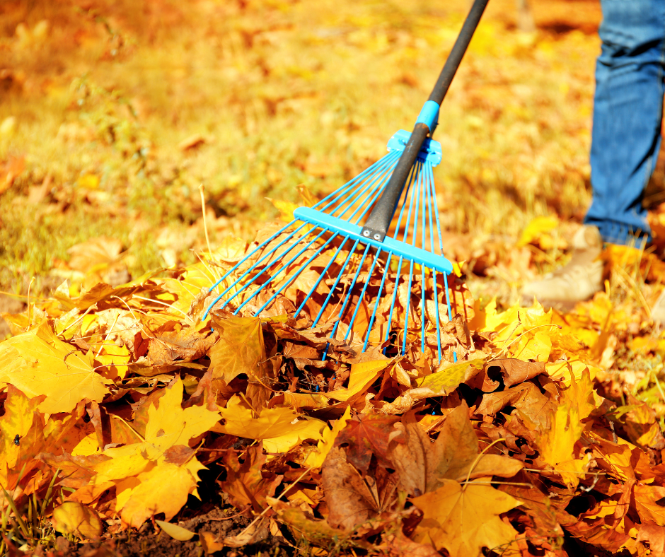 Raking leaves for neighbor