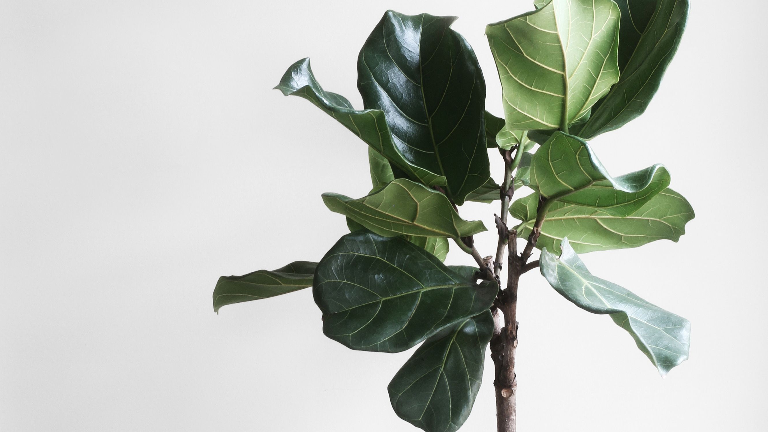 Why indoor plants are good for your health