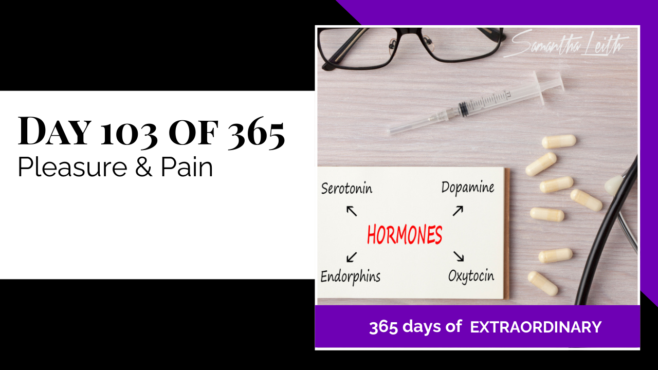 Blog image for Day 103 of Sam Leith's '365 Days of Extraordinary' series, showing a visual representation of key hormones (Serotonin, Dopamine, Endorphins, Oxytocin) on a whiteboard next to a syringe and pills, relating to pleasure and pain cycles.