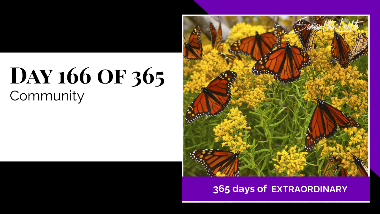 A high-contrast nature photograph showing a swarm of Monarch butterflies settled on vibrant yellow wildflowers, used to represent the importance of community, networking, and group collaboration.