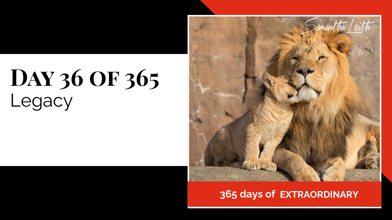 A promotional graphic for Day 36 of 365 of a series by Samantha Leith titled "365 days of EXTRAORDINARY". The text highlights the day's topic: "Legacy". The visual on the right shows a majestic adult male lion sitting beside a small cub. The cub is rubbing its head against the adult lion's face, symbolizing inheritance, family, mentorship, the passing down of values, and the concept of a lasting personal or professional legacy.