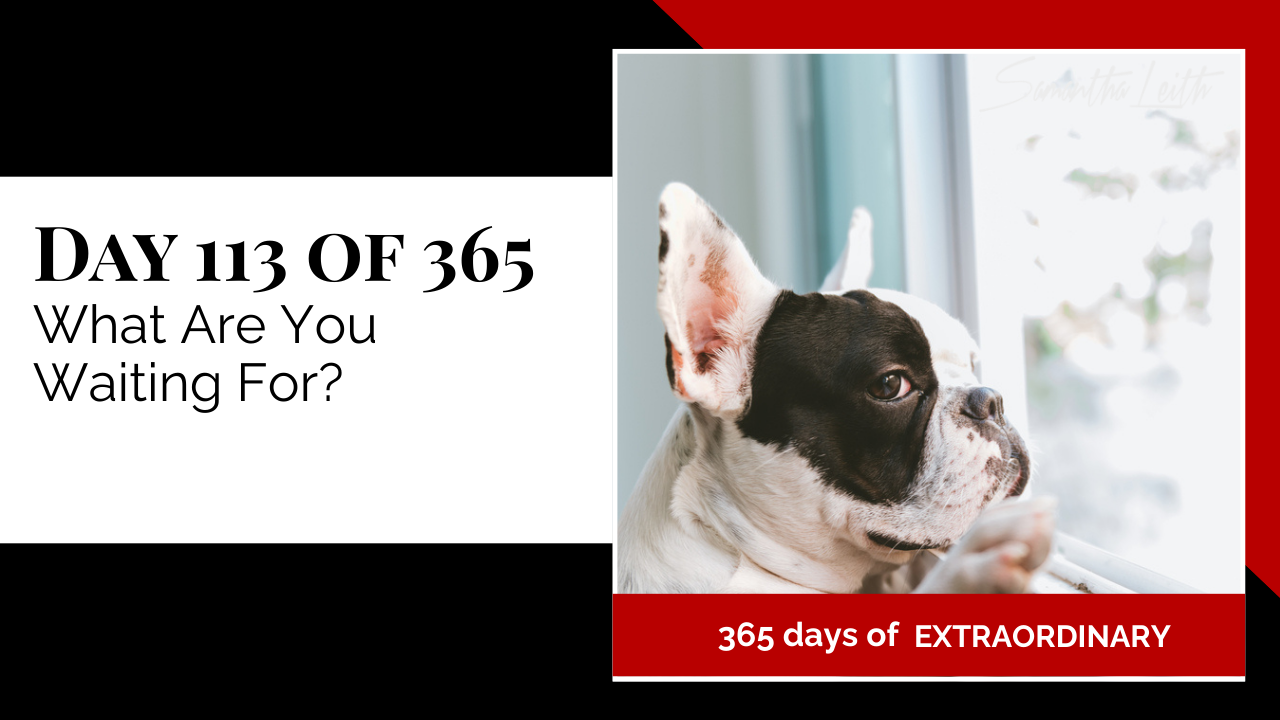 Blog image for Day 113 of Sam Leith's '365 Days of Extraordinary' series, featuring a black and white French Bulldog looking out a window with a pensive expression, suggesting anticipation or waiting for an opportunity.