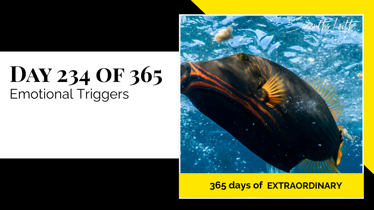 A photographic post featuring a close-up image of a tropical Black Durgeon fish (Triggerfish) swimming in clear blue water. The fish is predominantly dark brown/black with striking orange-red lines around its face and yellow-orange fins and tail. Air bubbles and sunlight are visible in the water above it. The image is split with a title card on the left side that reads: "DAY 234 OF 365 Emotional Triggers". Below the photo, a yellow banner reads: "365 DAYS OF EXTRAORDINARY". A stylized signature in the top right corner says "Samantha Leith."