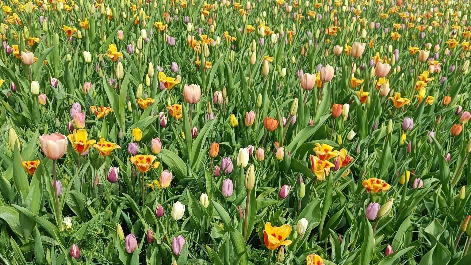 spring renewal, emotional clarity