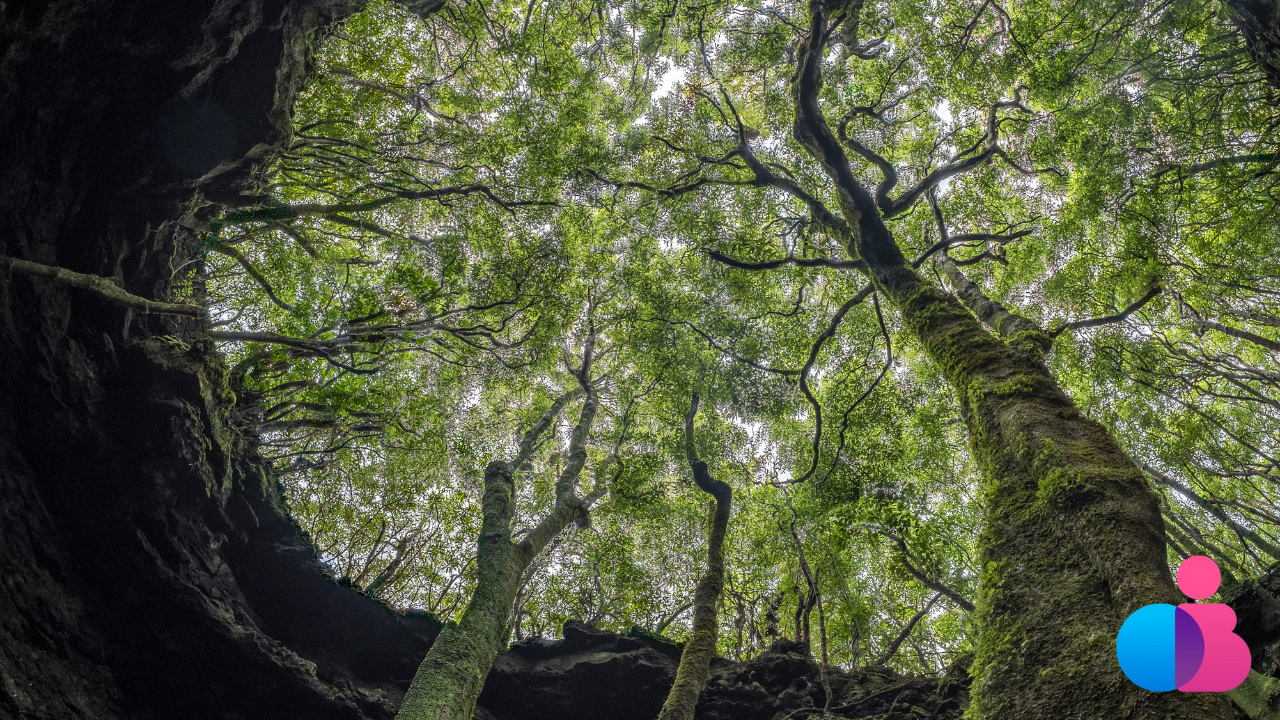 Tree branches spreading upward in a circular pattern resembling a placenta