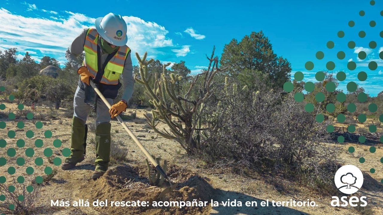 Mantenimiento de flora por Ases