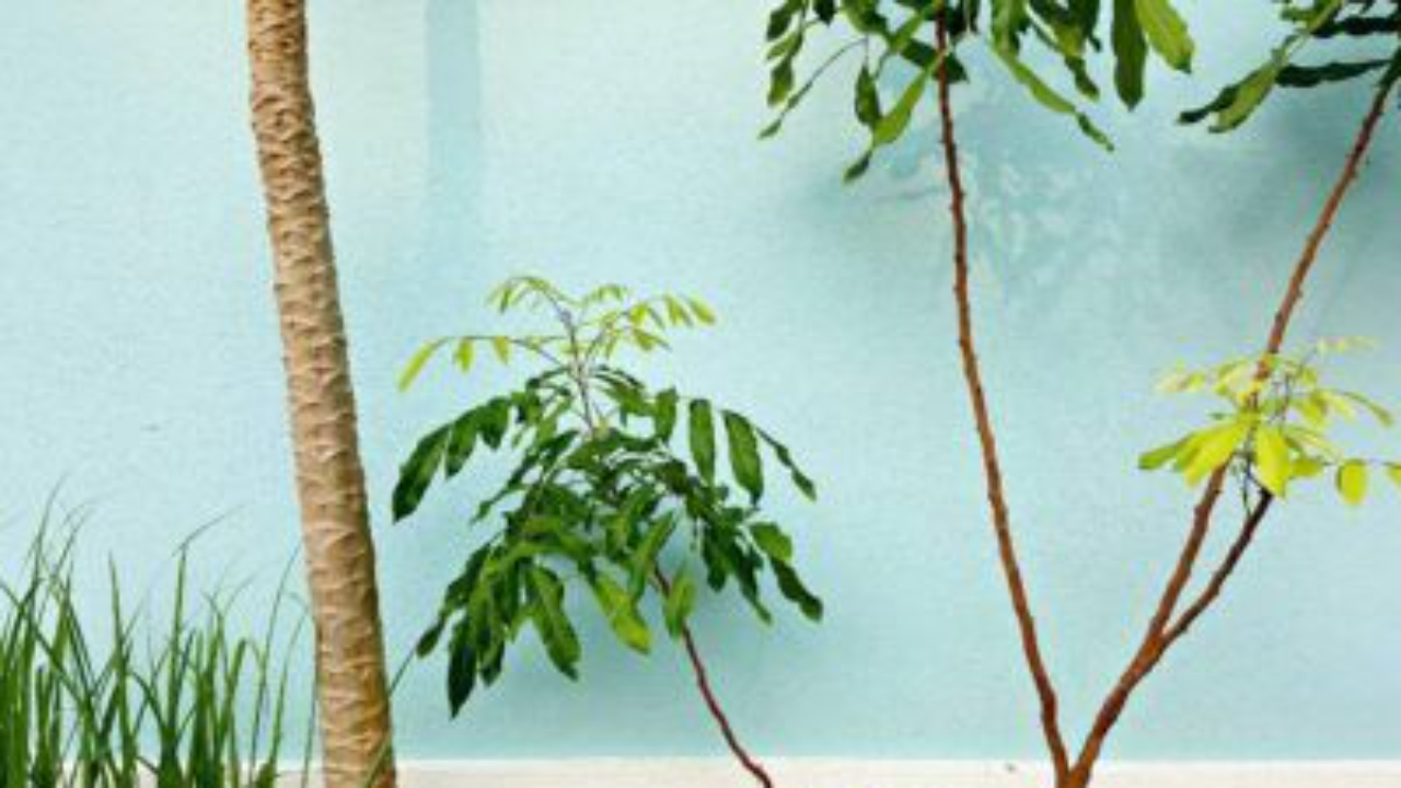 Small green plants and thin tree trunks growing against a light blue wall