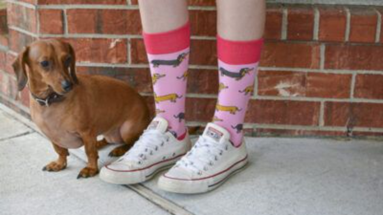 Person wearing white sneakers and pink socks with dachshund patterns standing next to a small brown dachshund on a sidewalk in front of a brick wall.
