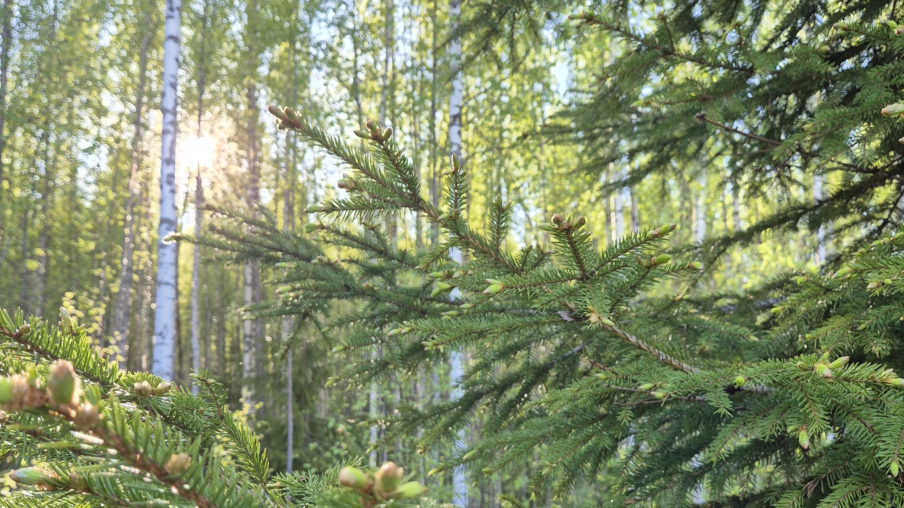 Kuusi koivu aurinko Ekossa