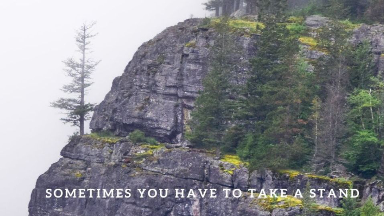 A tree on a rock all alone
