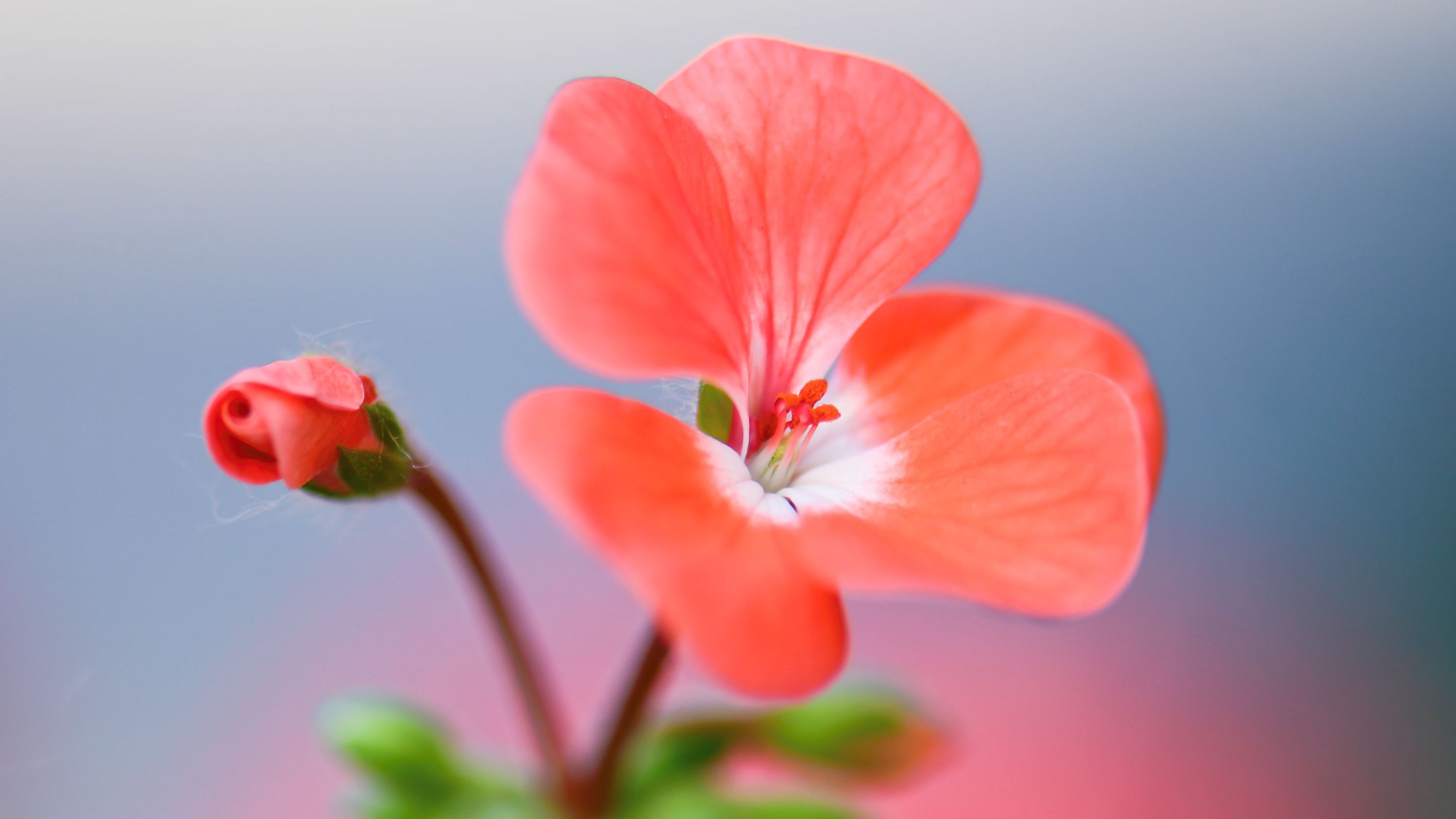 a full bloom and a bud of a salmon colored flower