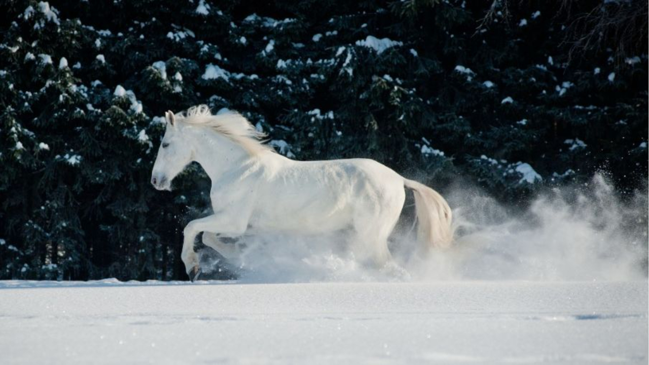White horse running freely through snow, symbolising strength, balance, and new beginnings in the Fire Horse year